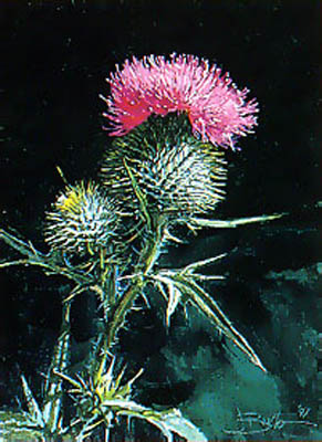 Flower of Scotland